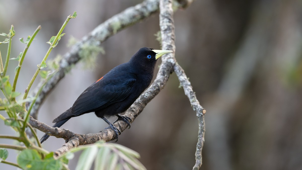 Red-rumped Cacique - Mathurin Malby