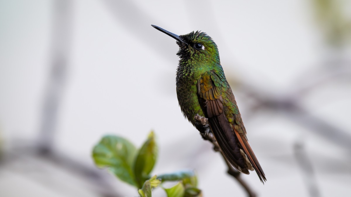 kolibřík brazilský - ML506121681