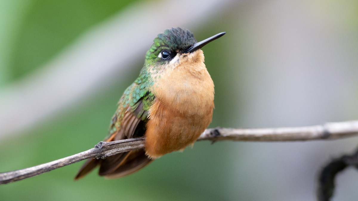 kolibřík brazilský - ML506122161