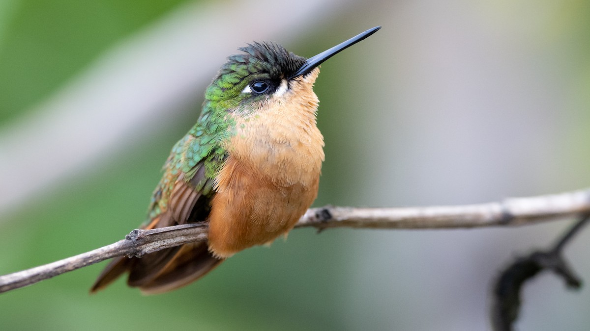 kolibřík brazilský - ML506122171