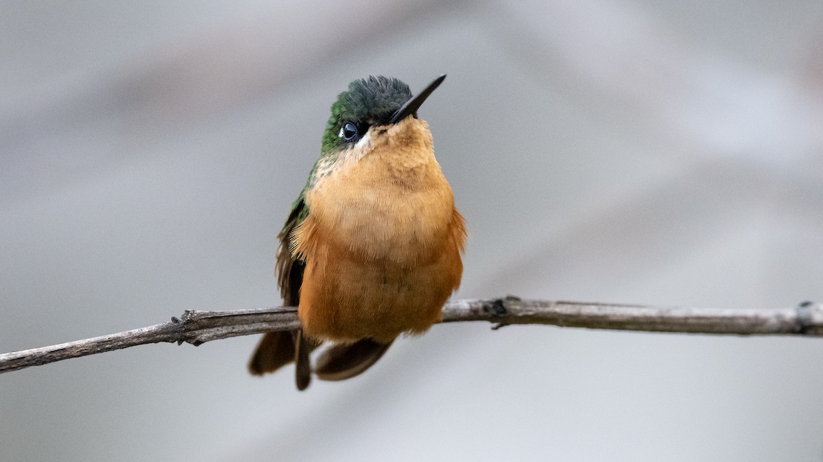 kolibřík brazilský - ML506122181