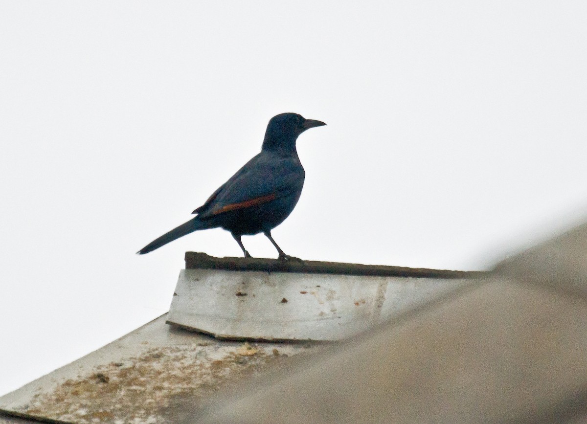 Red-winged Starling - ML506127581