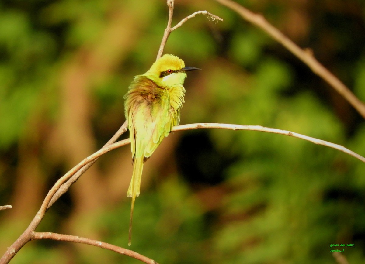 Asian Green Bee-eater - ML506127851