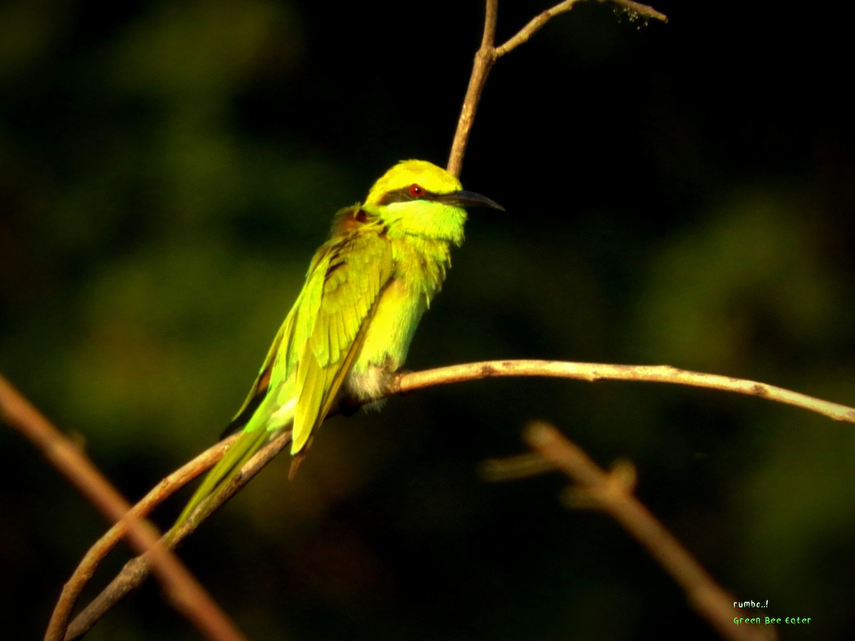 Asian Green Bee-eater - ML506127861