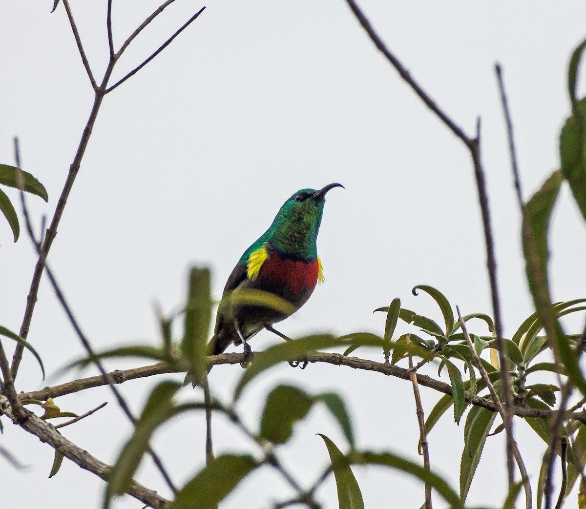 Southern Double-collared Sunbird - ML506128921