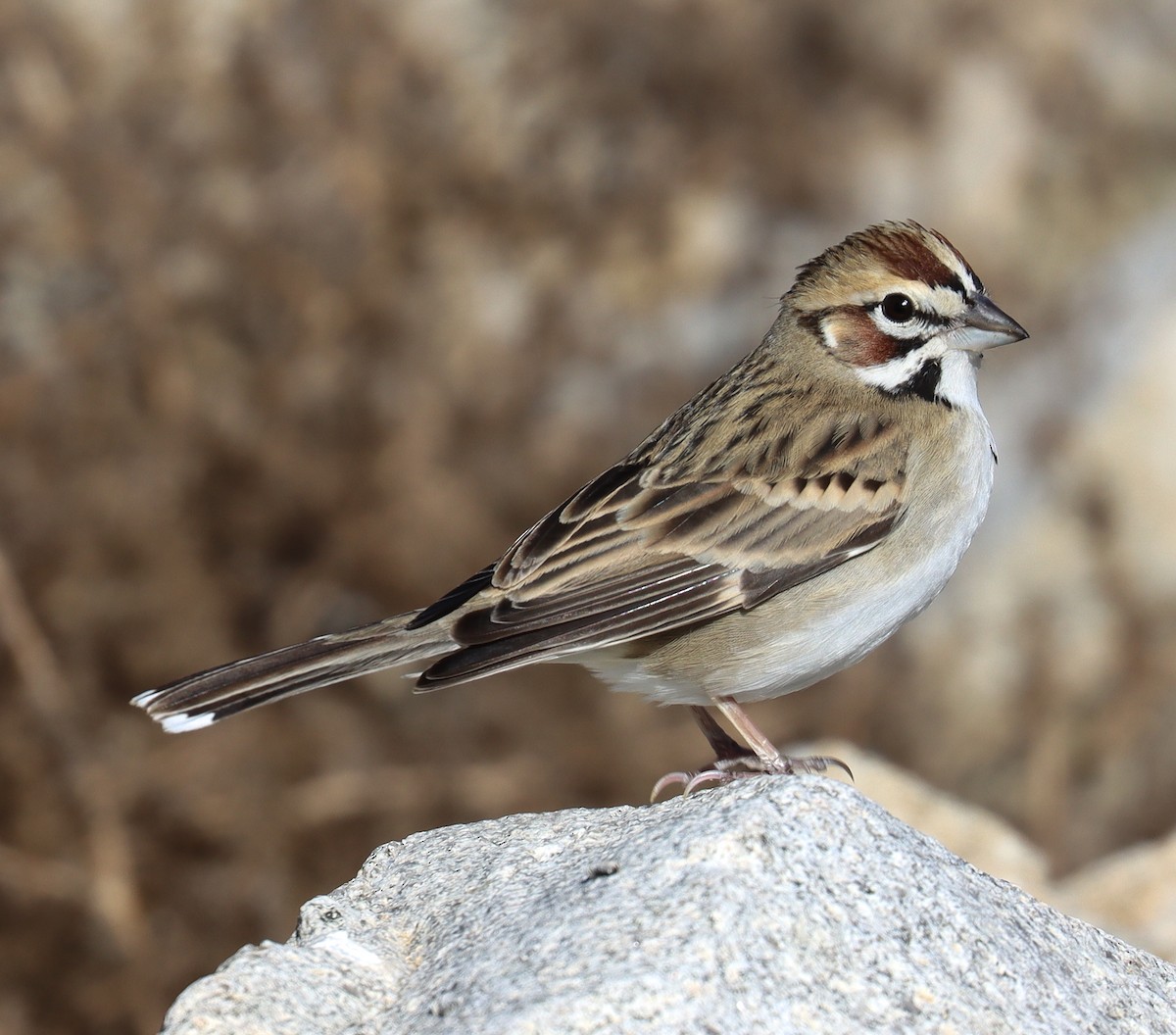 Lark Sparrow - ML506130181