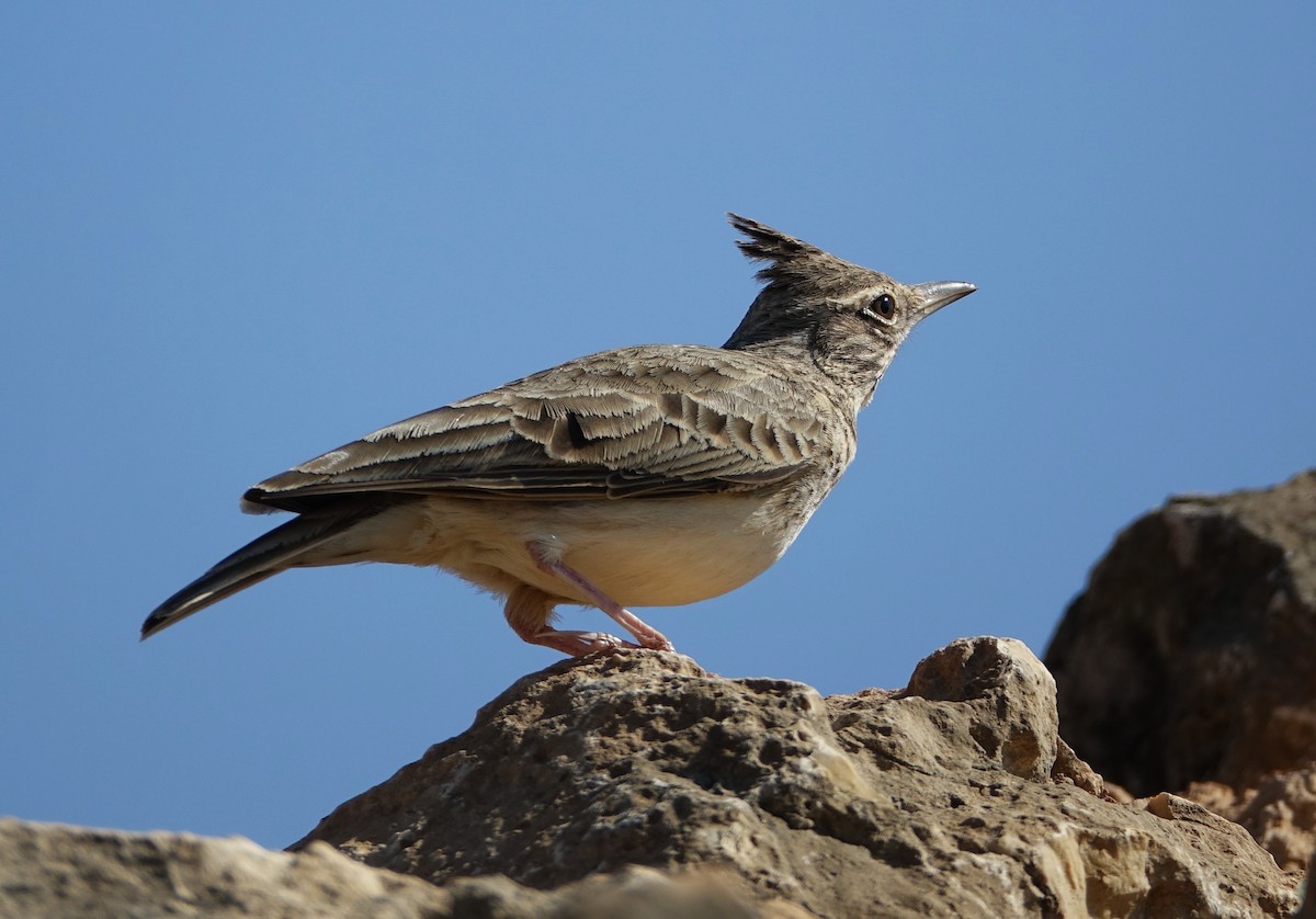 Crested Lark - ML506131801