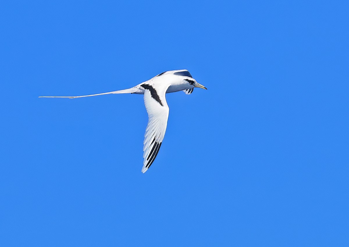 White-tailed Tropicbird (Pacific) - ML506133881