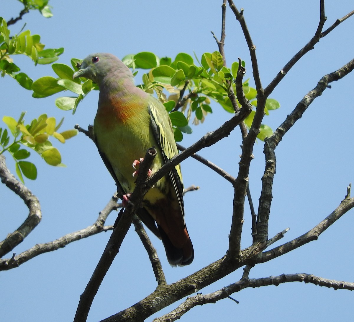 Розовошейный зелёный голубь - ML50613451