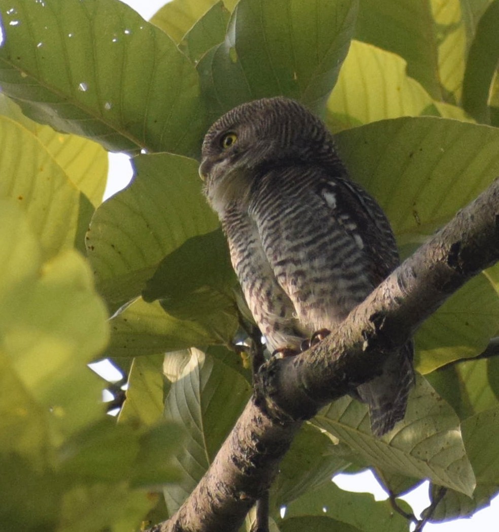 Jungle Owlet - Biswanath Mondal