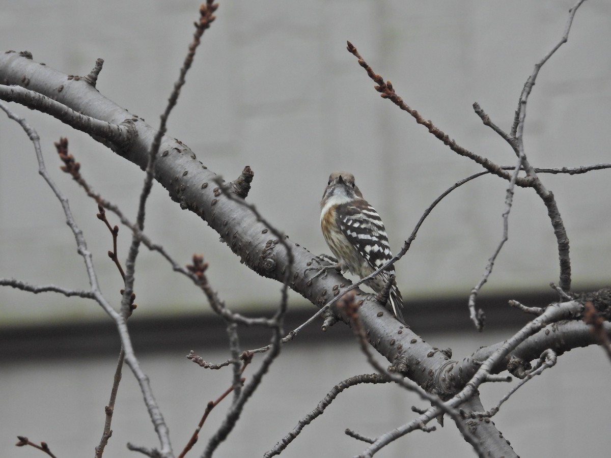 Japanese Pygmy Woodpecker - ML506139721
