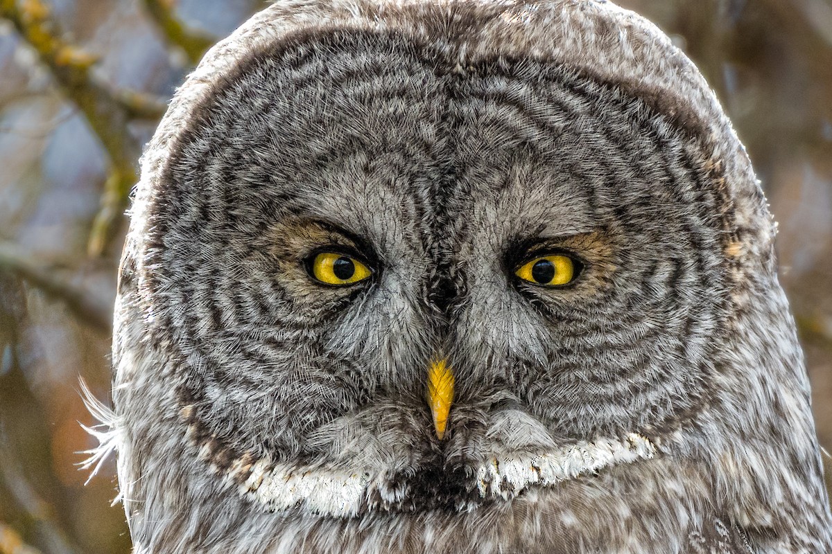 Great Gray Owl - Frank Sorger