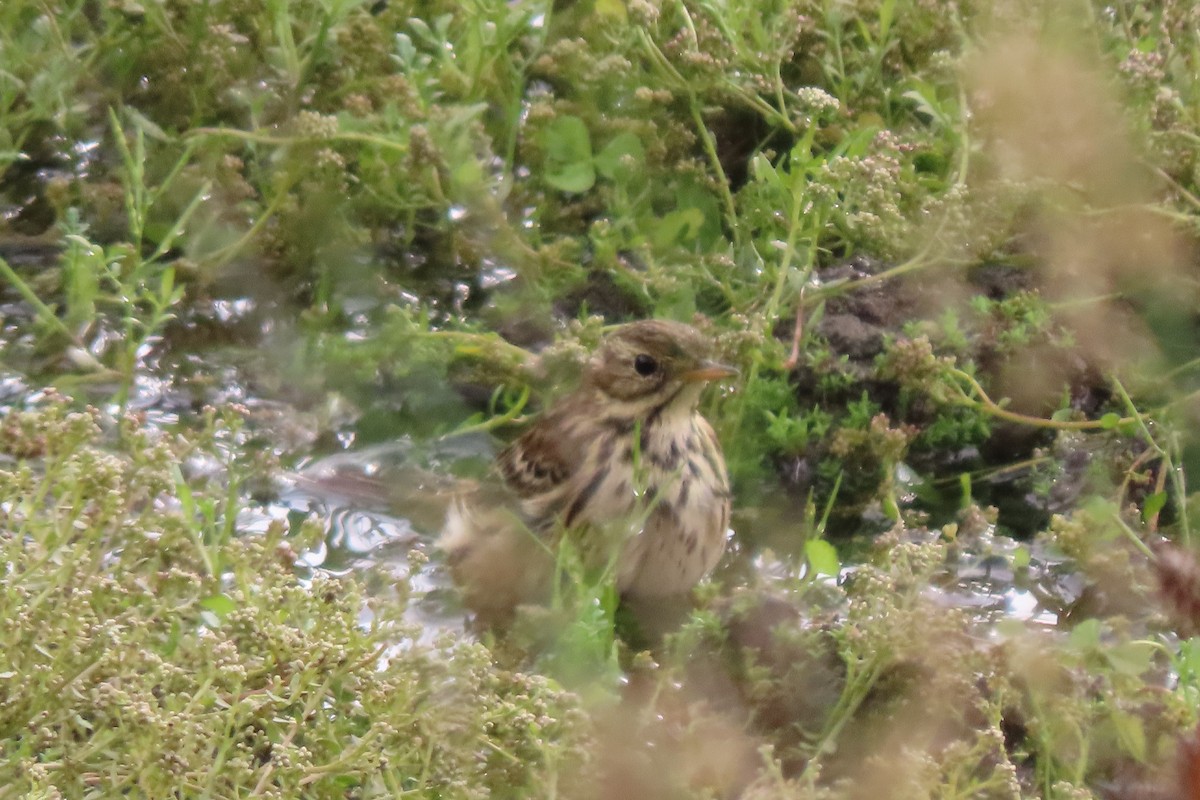 Meadow Pipit - ML506142631