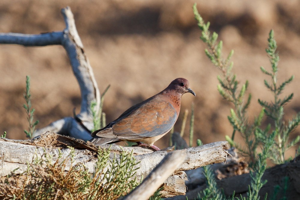 Laughing Dove - ML50614681