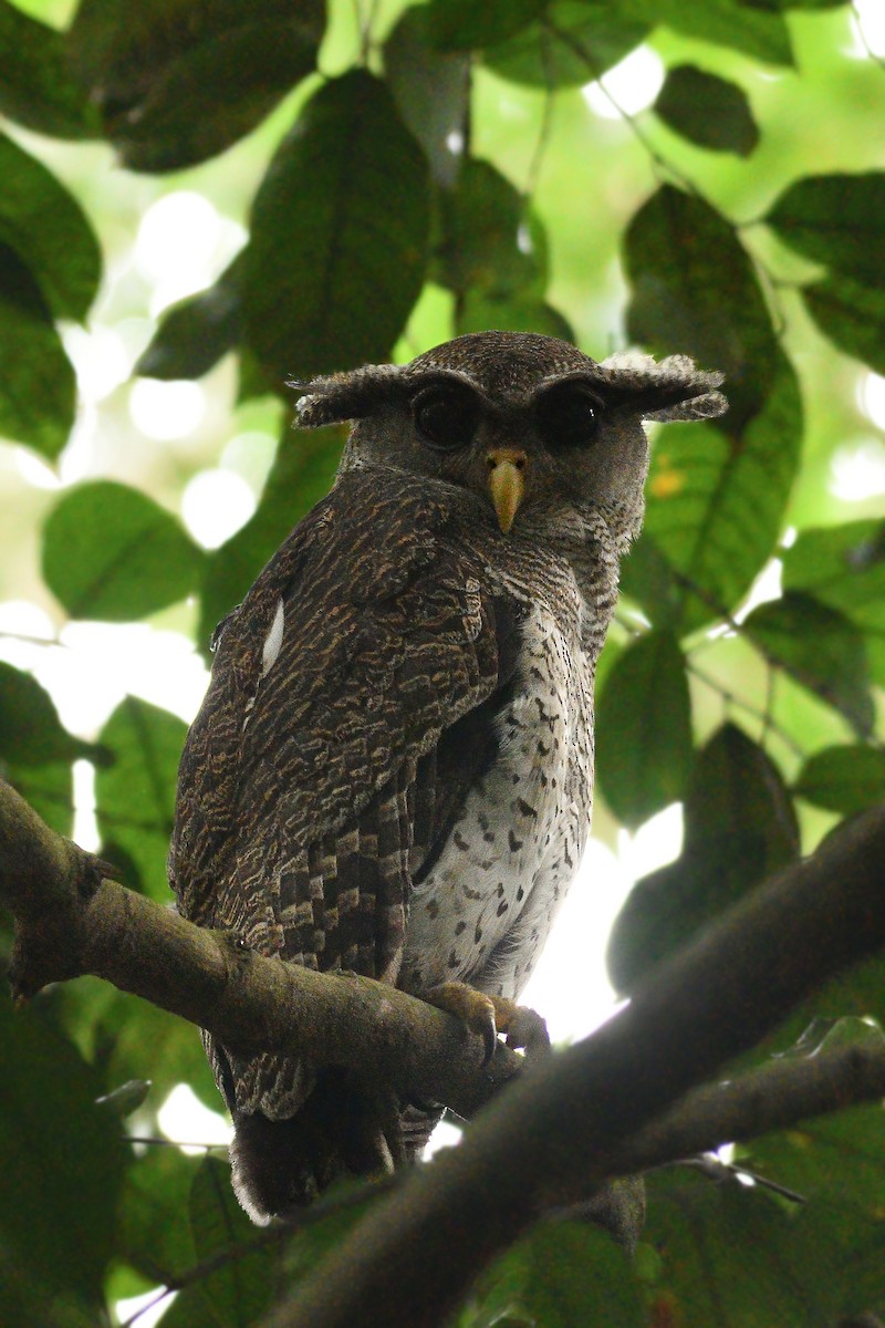 Barred Eagle-Owl - Prayitno Goenarto