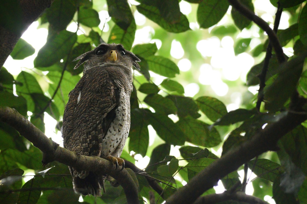 Barred Eagle-Owl - ML506150501