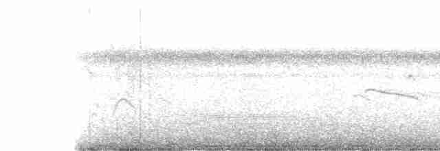 Kara Karınlı Islıkçı Ördek - ML506150771
