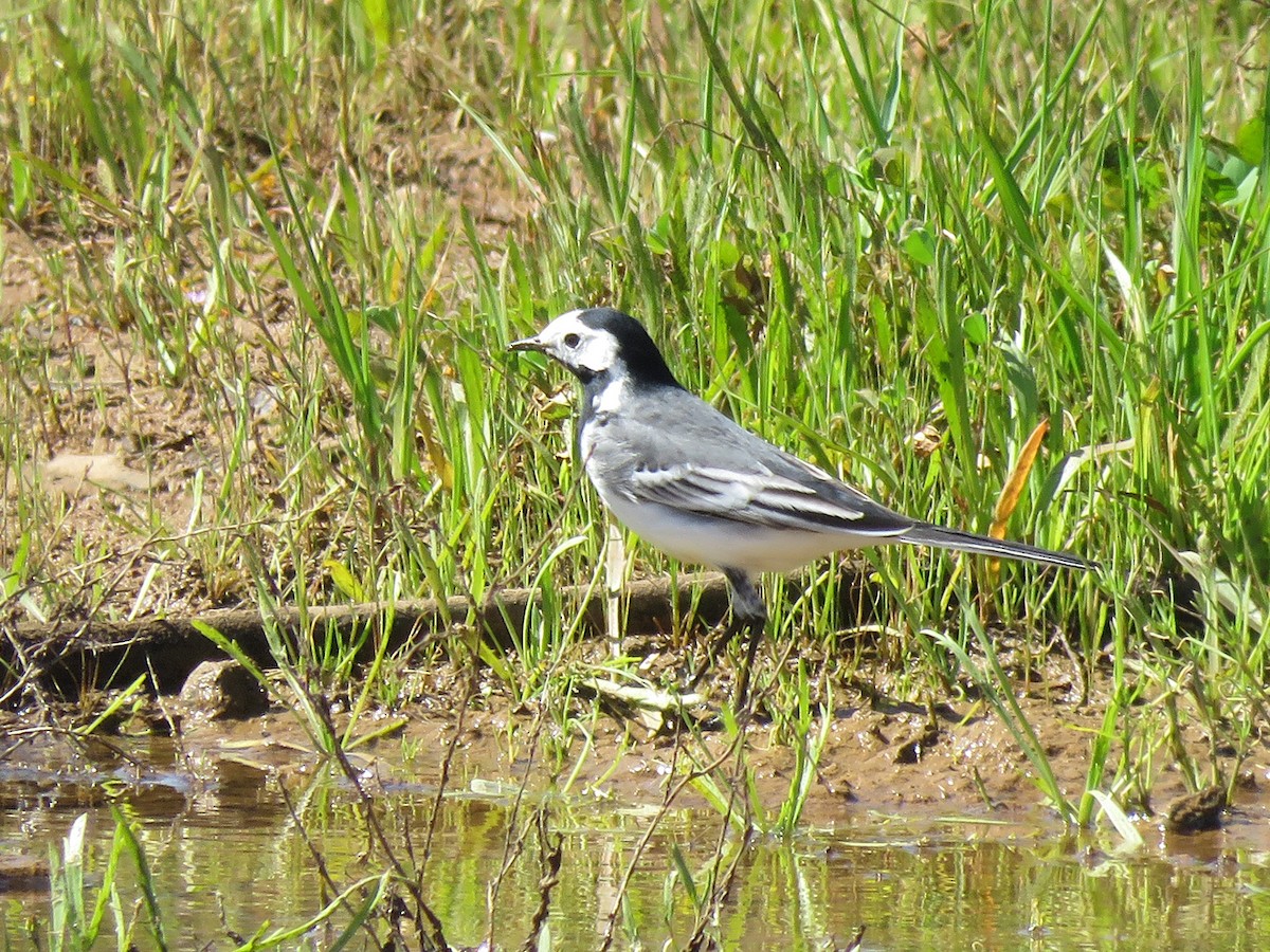 White Wagtail (White-faced) - ML50615931