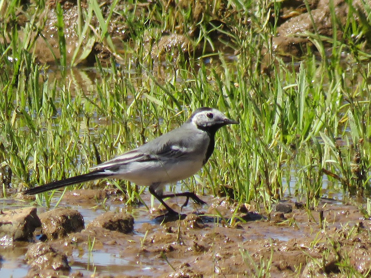 White Wagtail (White-faced) - ML50615961