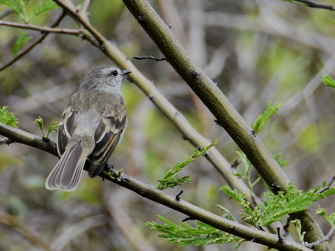 Mouse-colored Tyrannulet - Suzette Stitely