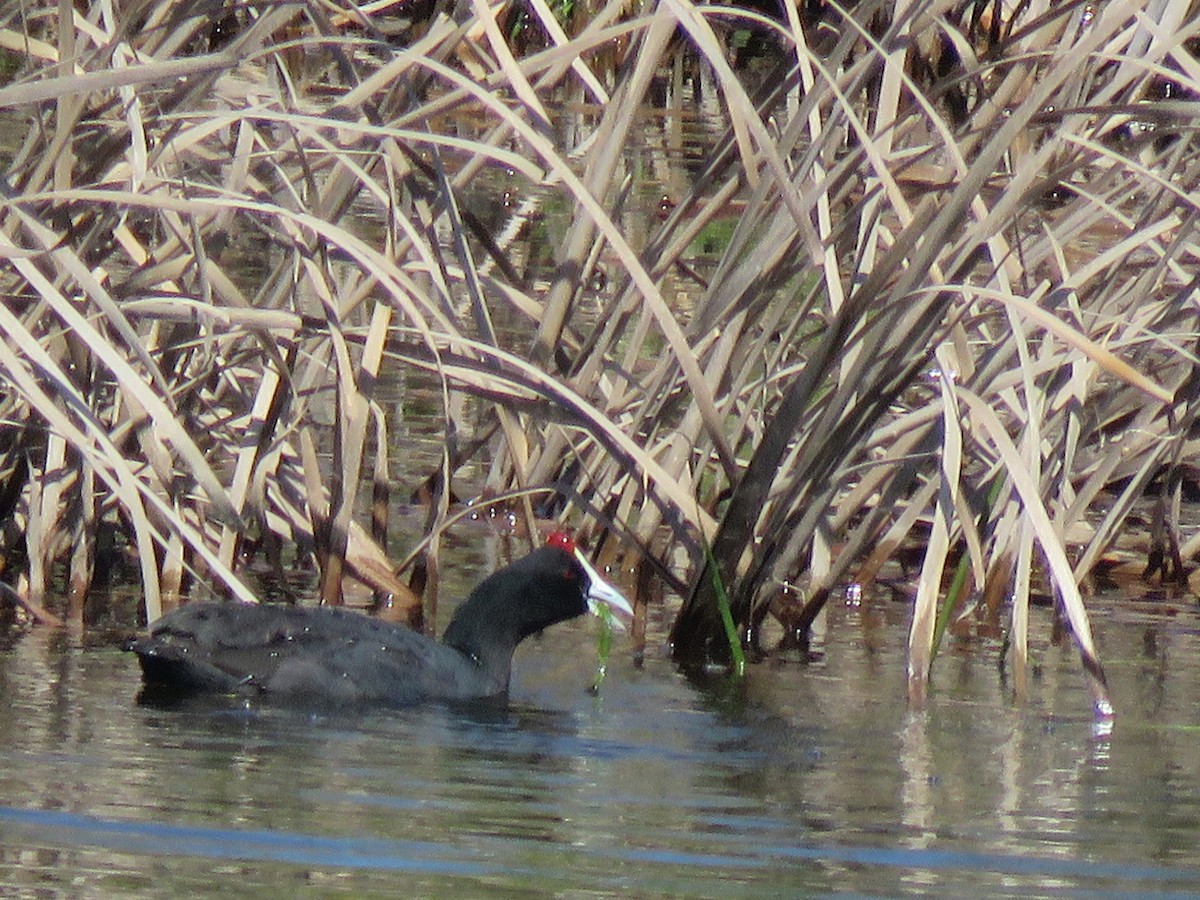 Red-knobbed Coot - ML50616331