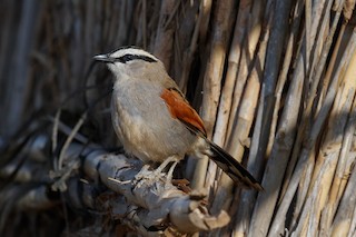  - Black-crowned Tchagra