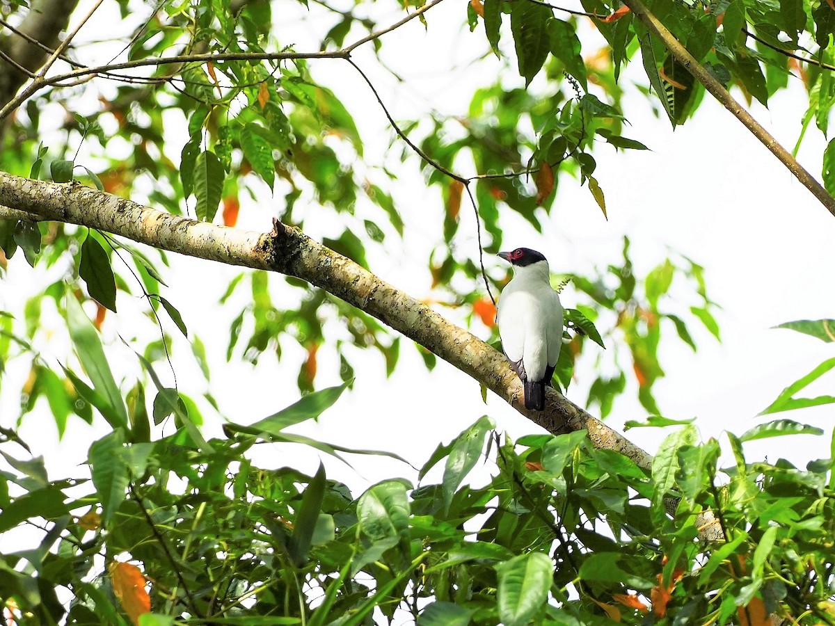 Black-tailed Tityra (Eastern) - John Bruder