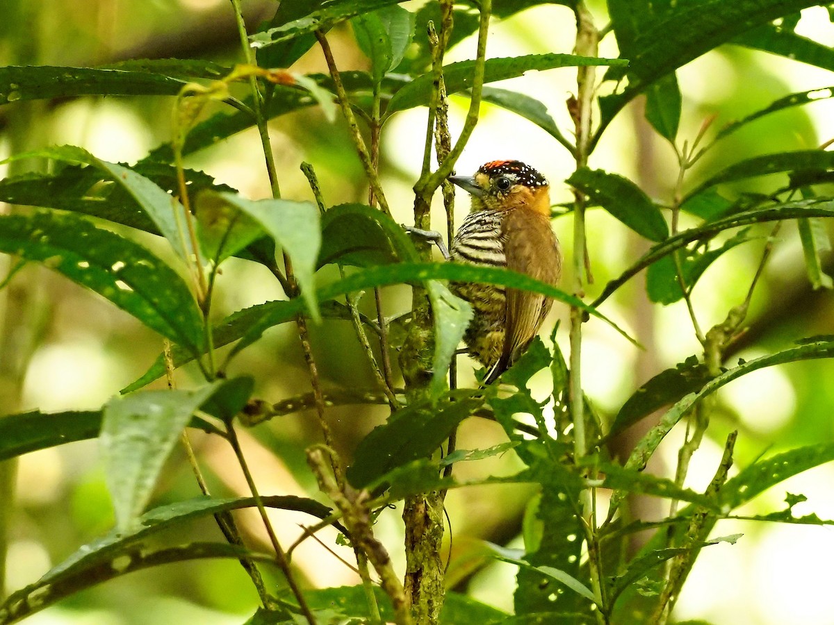 Ochre-collared Piculet - ML506167611