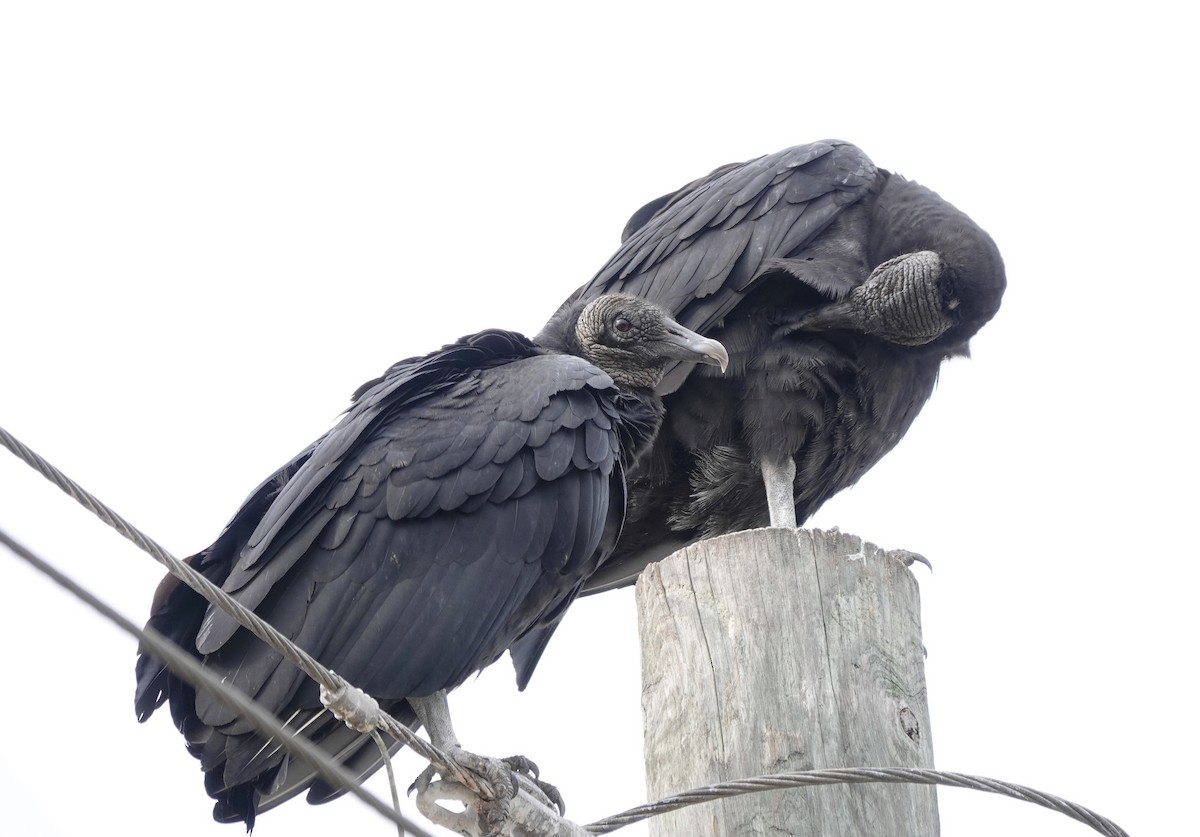 Black Vulture - Cheryl Carlile