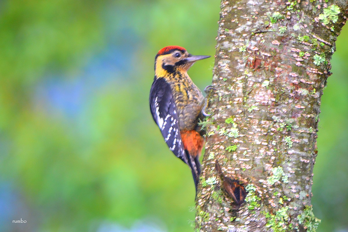 Fulvous-breasted Woodpecker - raajas bhatt  with rajat bhatt