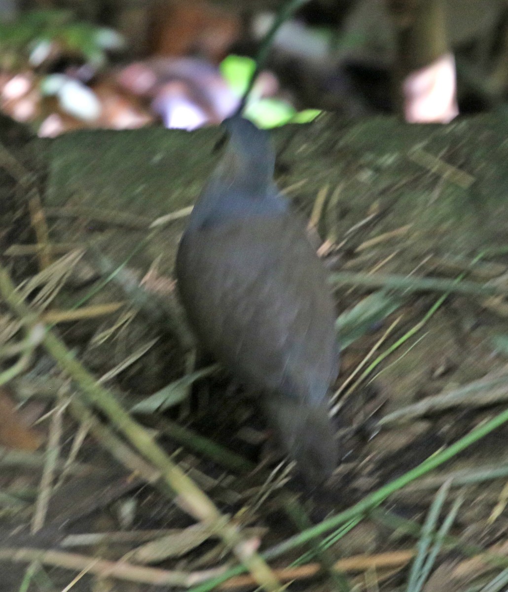 Gray-headed Dove (Gray-headed) - ML506172471