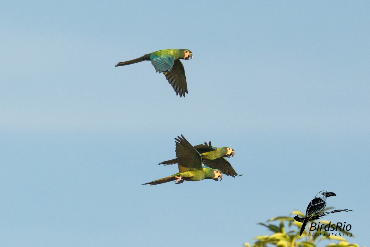 Blue-winged Macaw - Hudson - BirdsRio