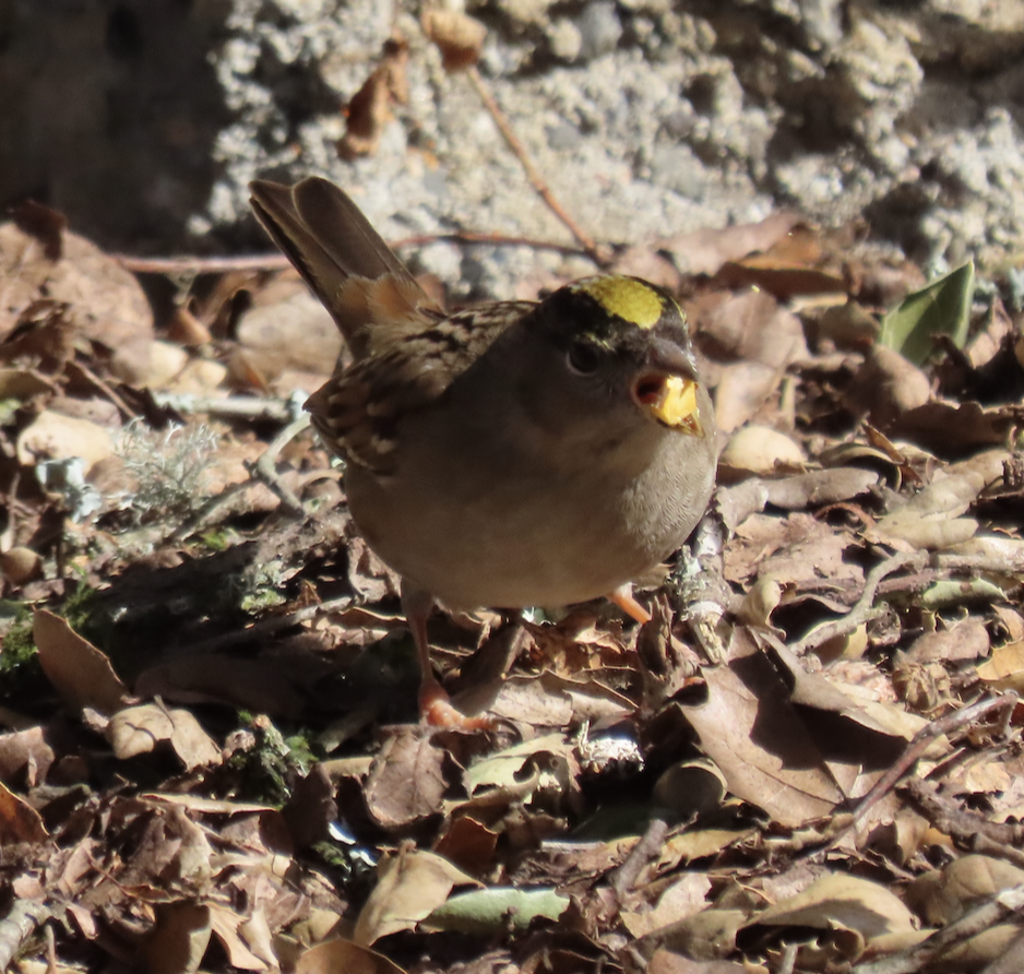 Golden-crowned Sparrow - ML506176601