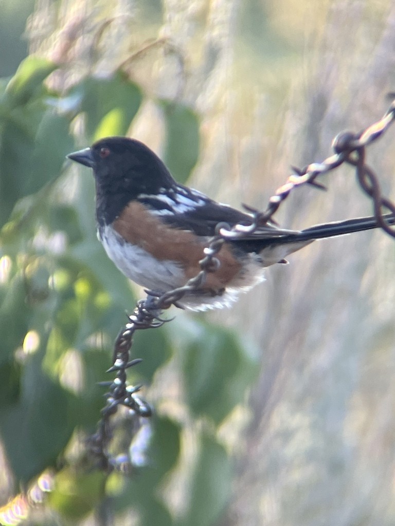 Spotted Towhee - ML506179471