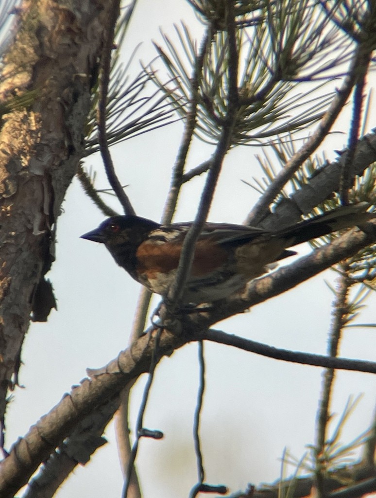 Spotted Towhee - ML506179481