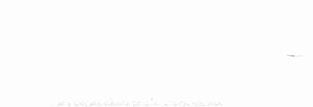 Шама мадагаскарська (підвид inexspectatus) - ML506183021
