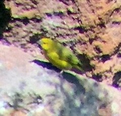 Greenish Yellow-Finch - ML506186261