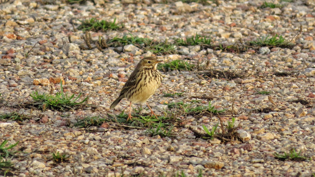 Meadow Pipit - ML506186391
