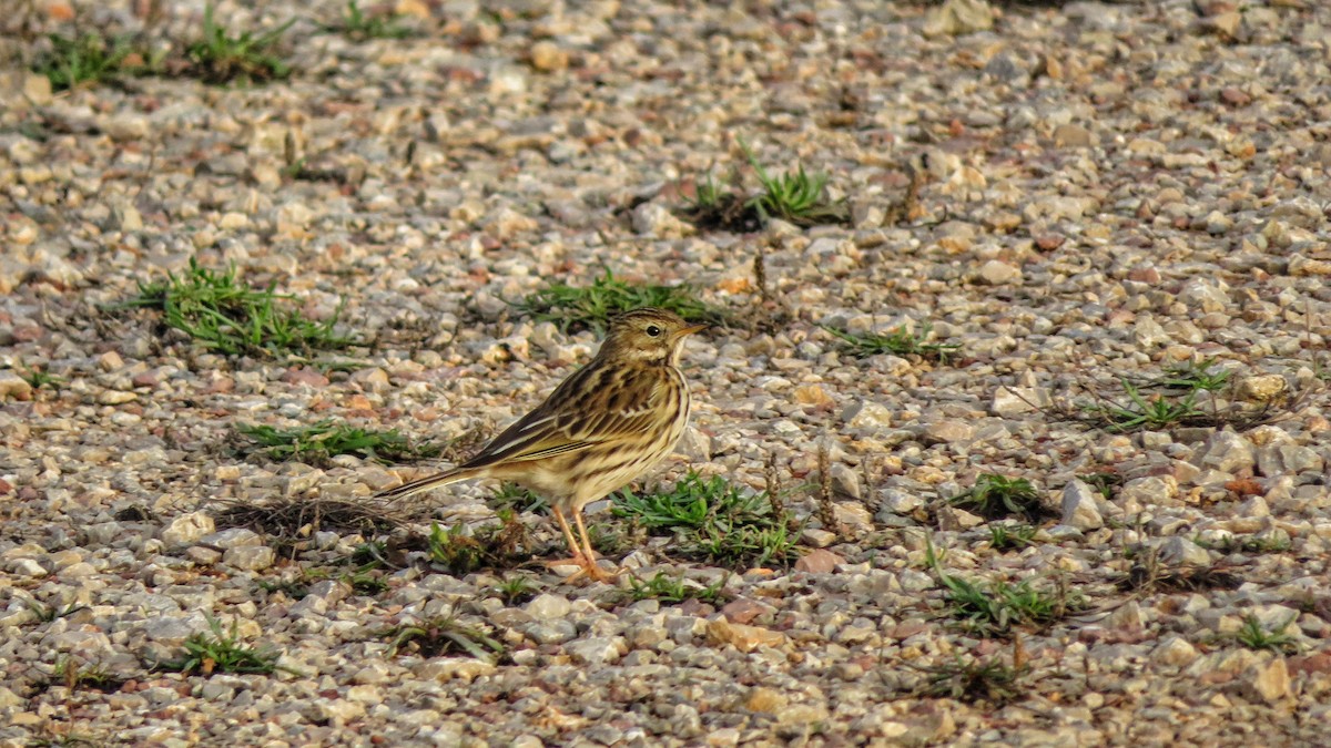 Meadow Pipit - ML506187041