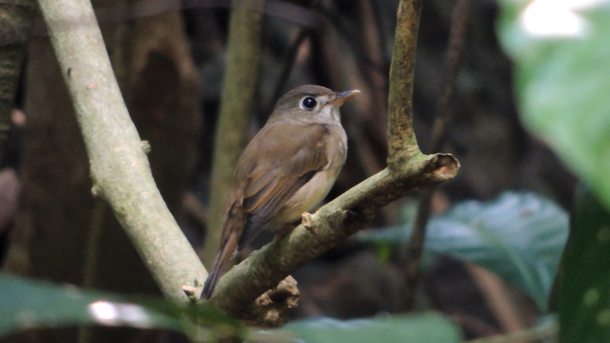 Brown-breasted Flycatcher - ML506194391