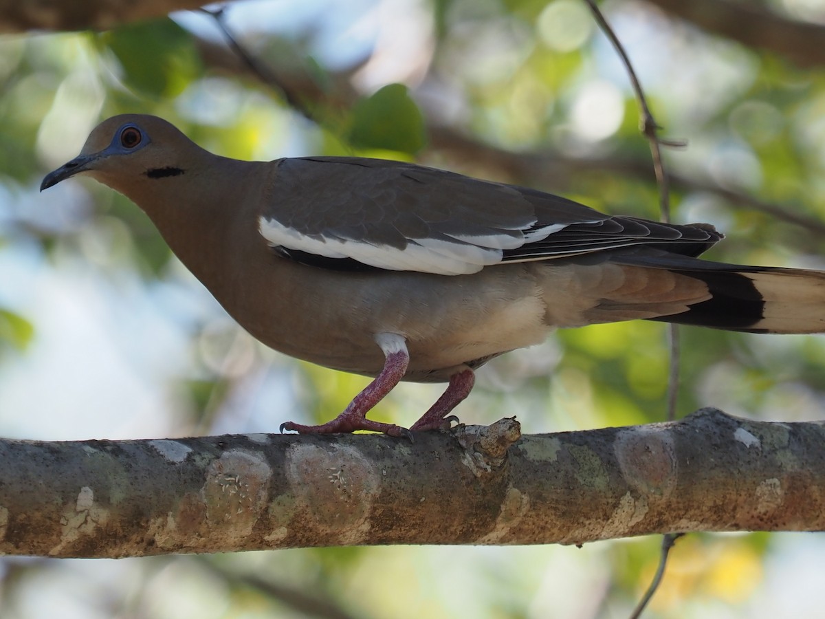 White-winged Dove - ML506195061