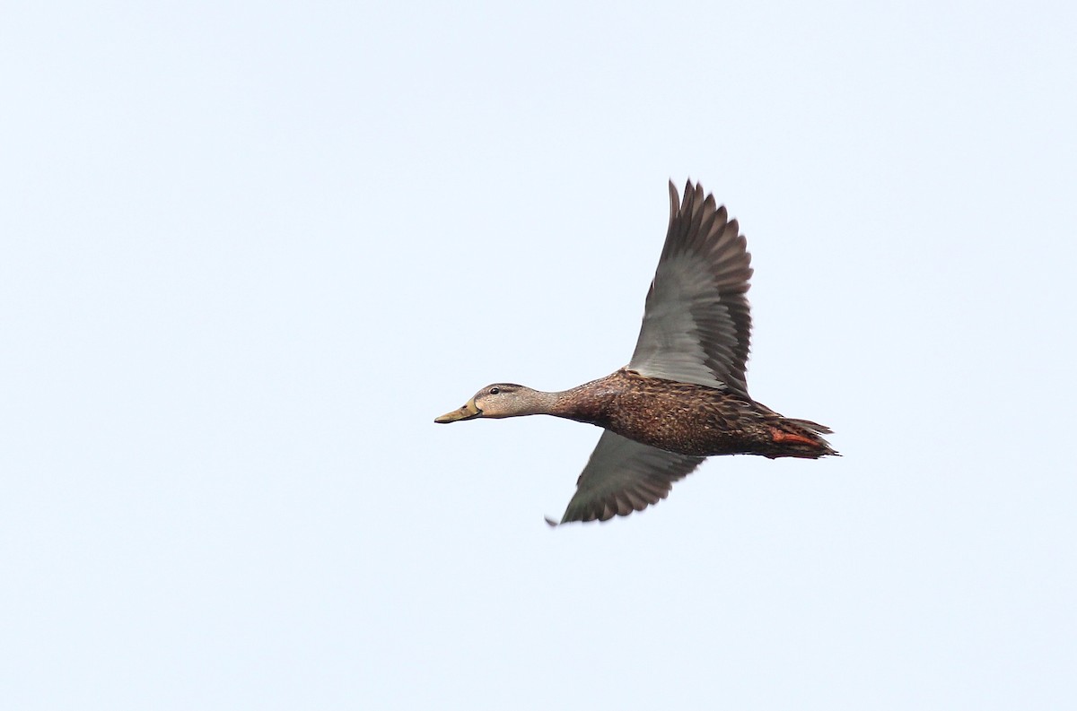 eBird Checklist 18 May 2012 Newnans LakeEarl P. Powers Park 42