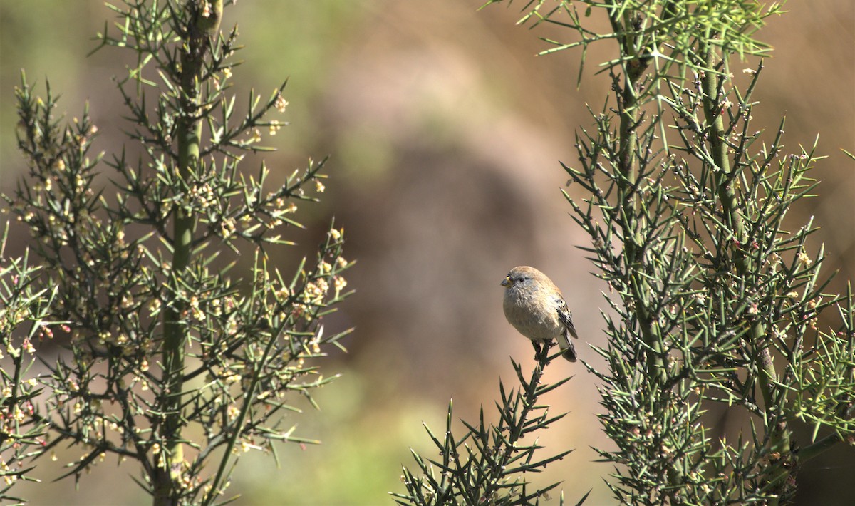 Band-tailed Seedeater - ML506202341