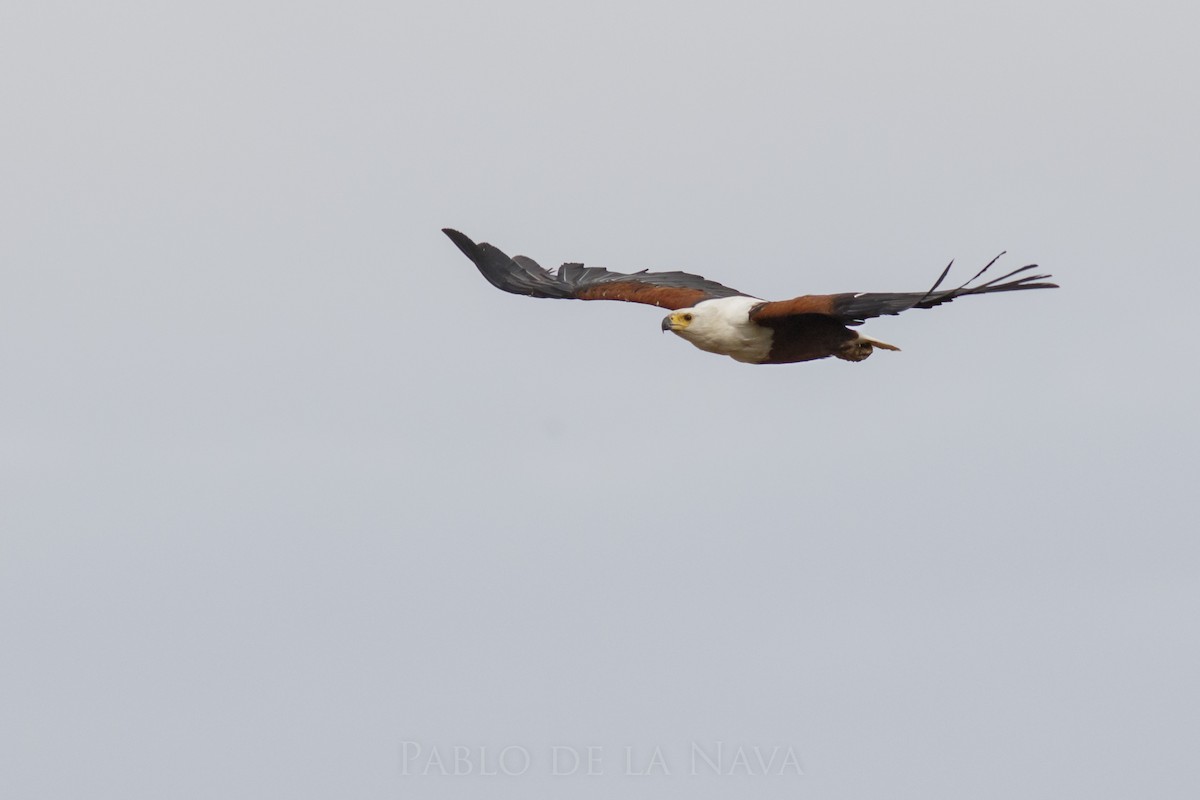 African Fish-Eagle - ML506202521