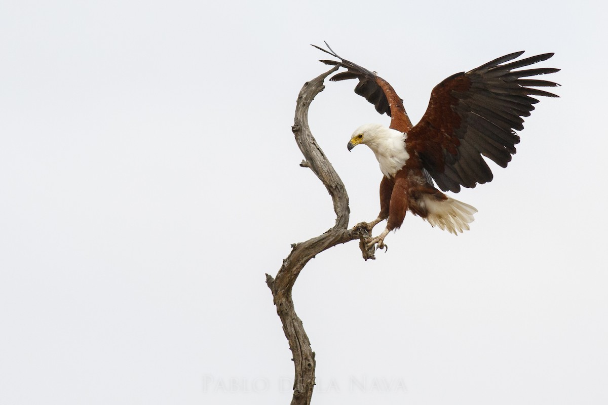 African Fish-Eagle - ML506202561