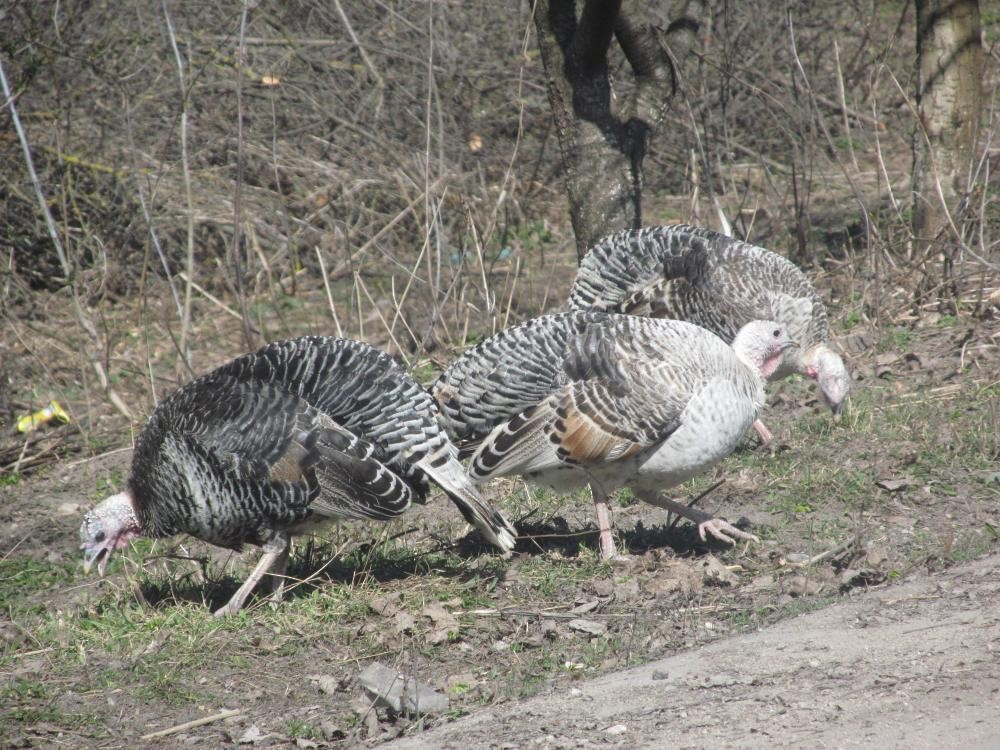 Wild Turkey (Domestic type) - Ruslan Mazuryk