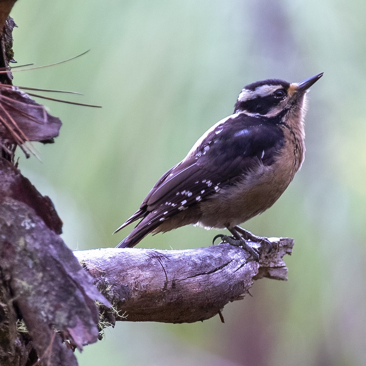 Hairy Woodpecker (South Mexican) - ML506207971