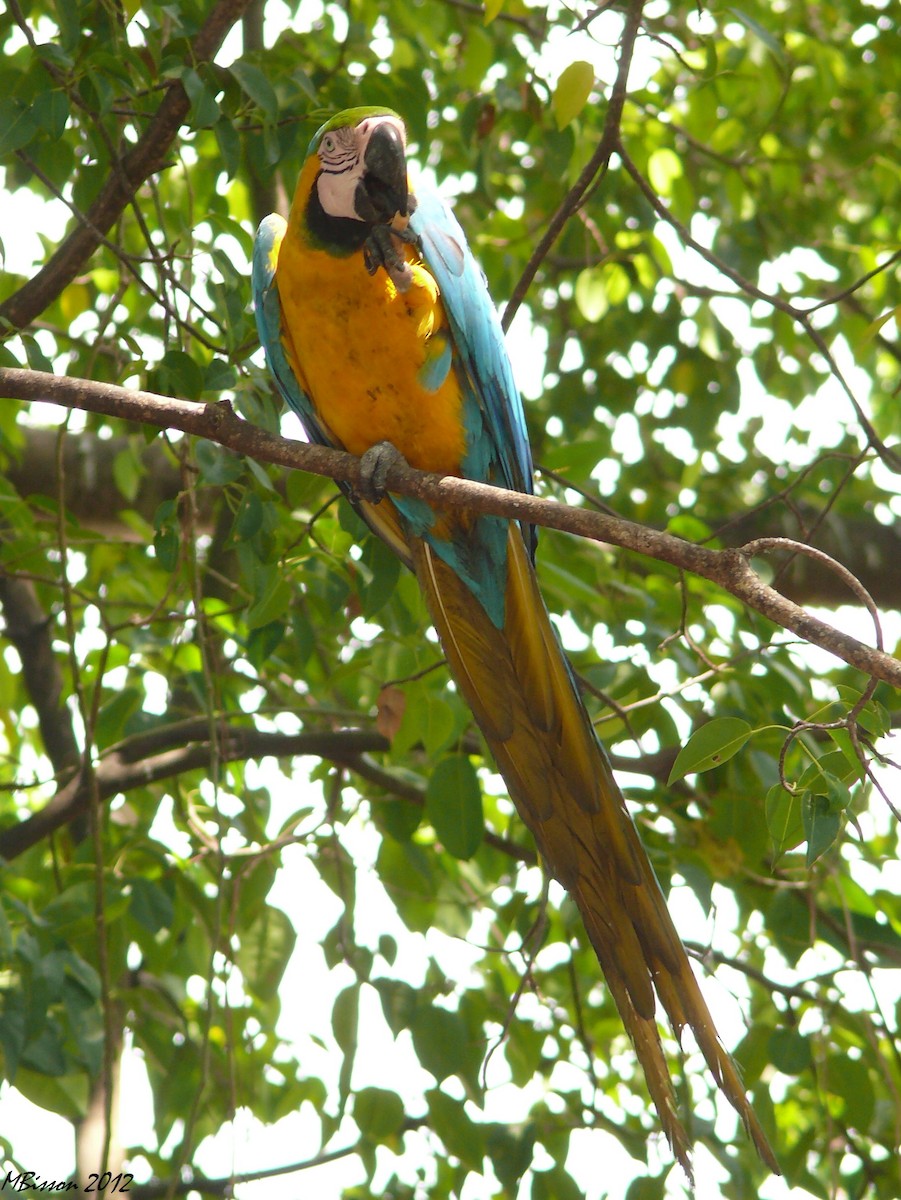 Blue-and-yellow Macaw - Micheline Bisson