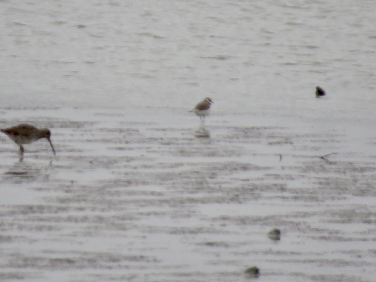 Semipalmated Plover - ML506213981