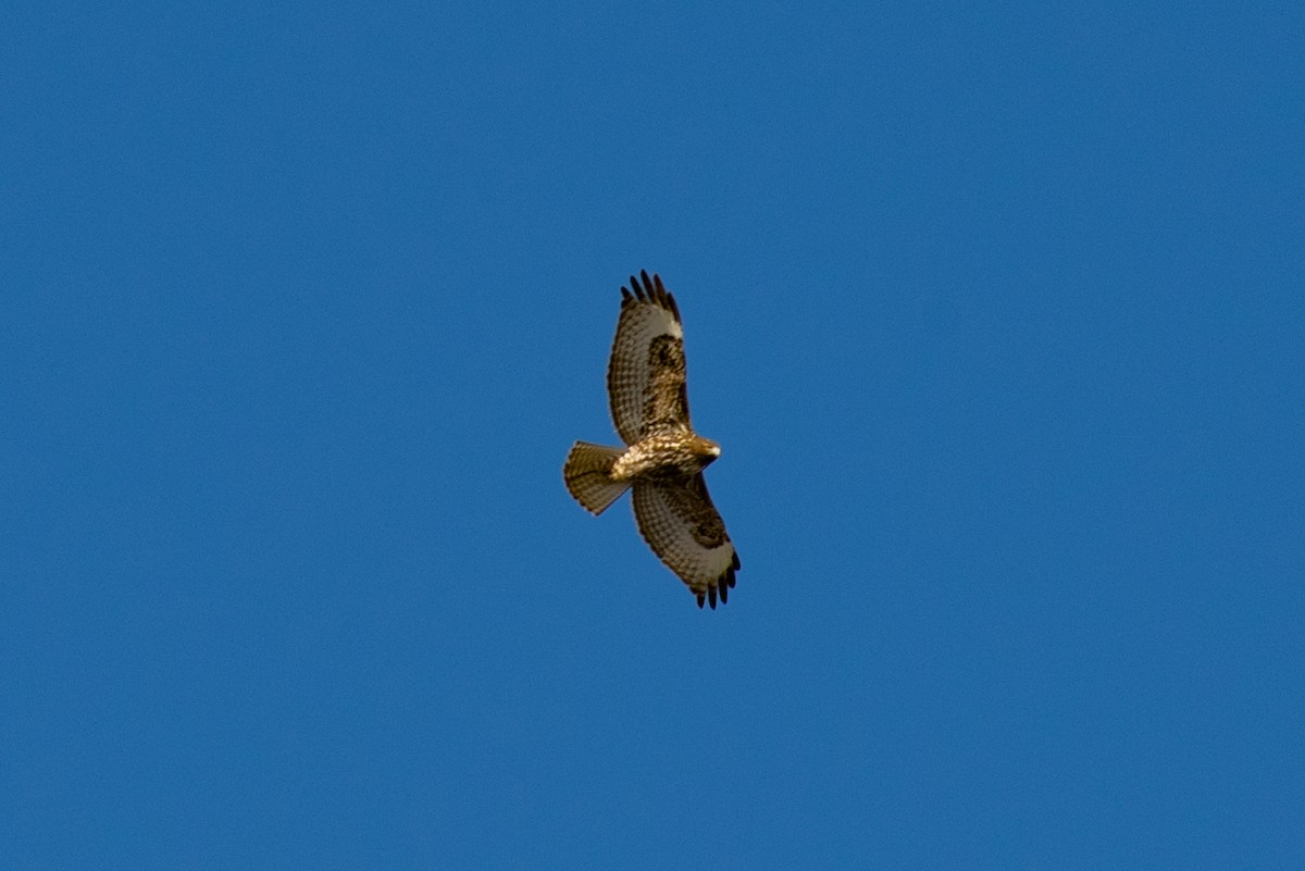 Red-tailed Hawk - ML506214311